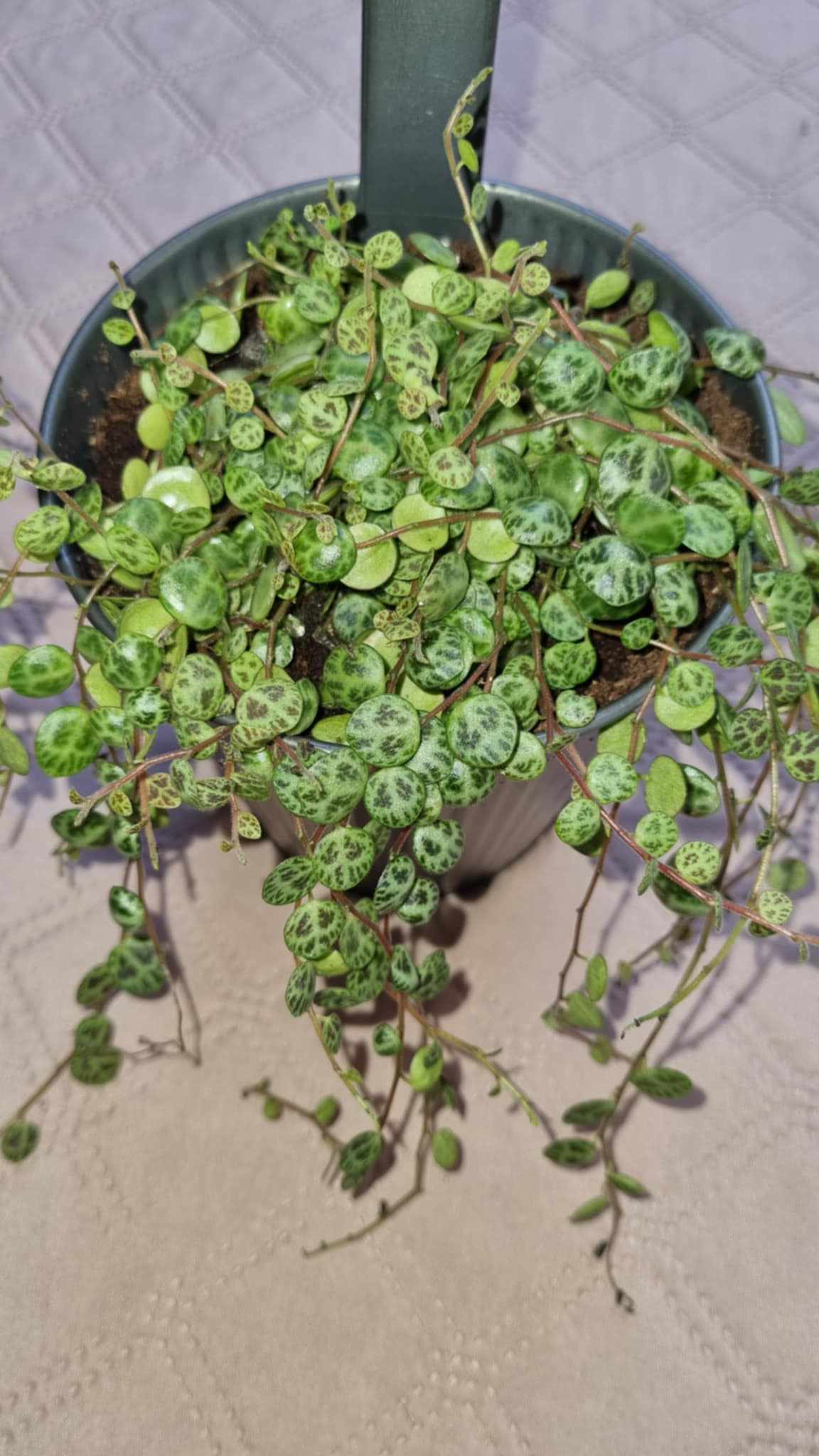Schildpadplantje